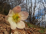 52 Helleborus niger -Elleboro